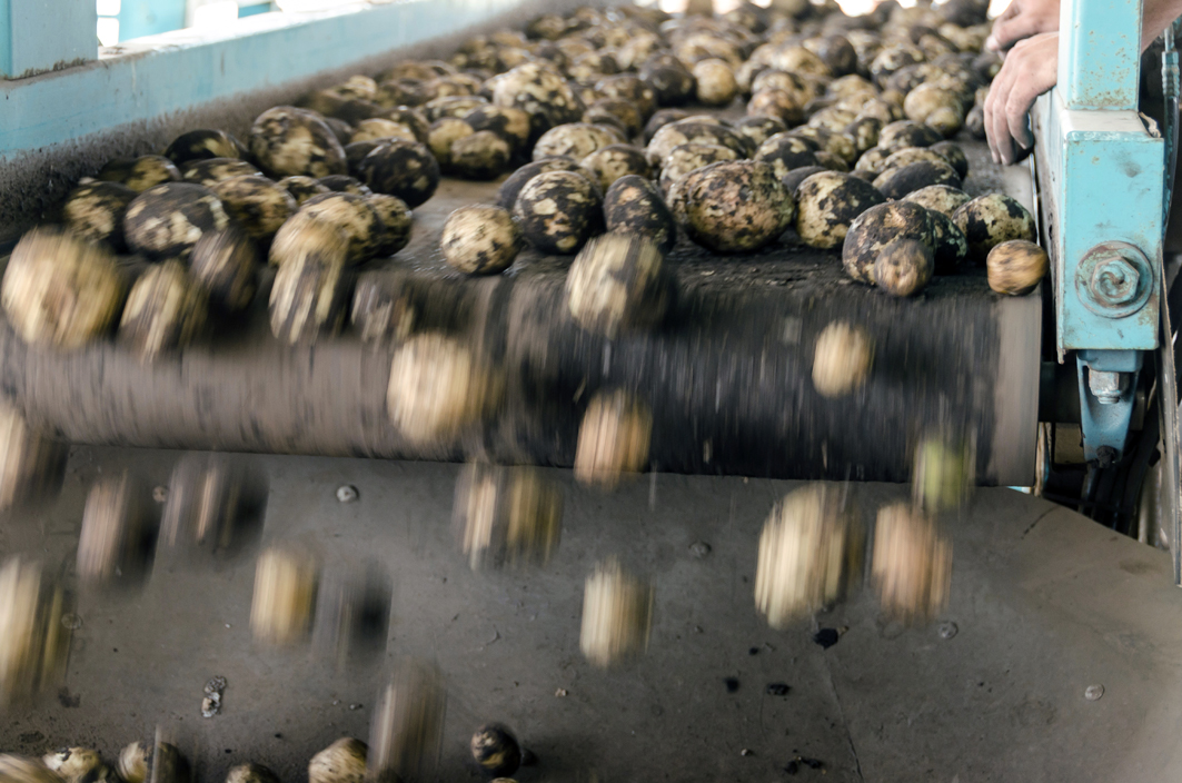 Potato Starch Plant Starch Liquid Extraction in Denmark Potato Starch Plant Starch Liquid Extraction in Denmark